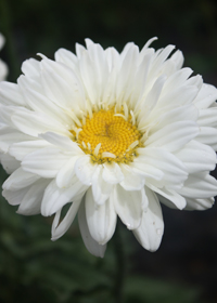 Leucanthemum x superbum 'Victorian Secret'